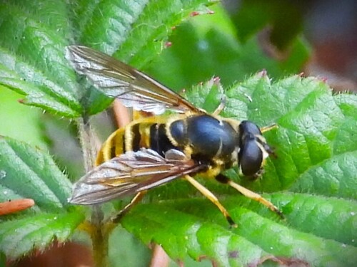 Unknown species found near Diamond Point, Sequim, WA, USA