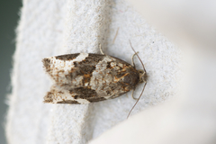 Archips mortuana