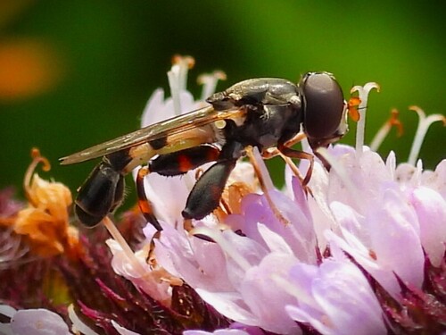 Unknown species found near Sequim, WA, USA