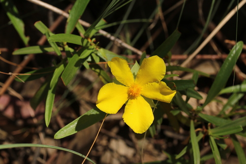Central Australian Guinea-flower (Hibbertia glaberrima)