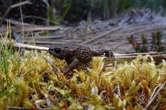 Peracca's Plump Toad photo 3