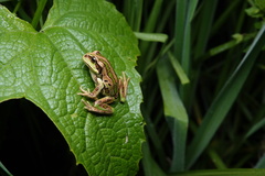 North Shore Marsupial Frog photo 2