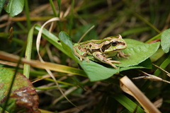 North Shore Marsupial Frog photo 1