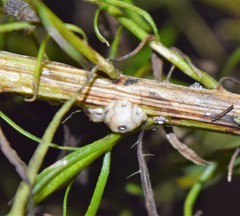 Ceroplastes cirripediformis