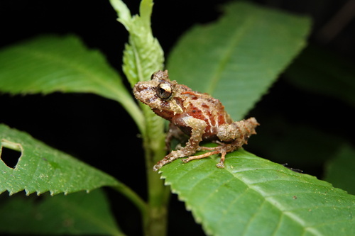 Pristimantis colonensis