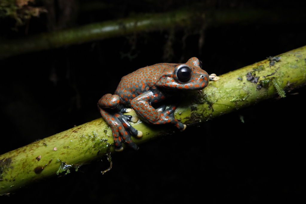 Rio Chingual Valley Treefrog