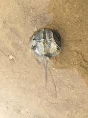 Tachypleus tridentatus