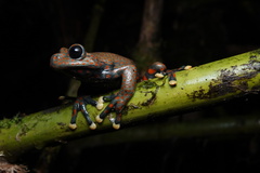 Rio Chingual Valley Treefrog photo 2