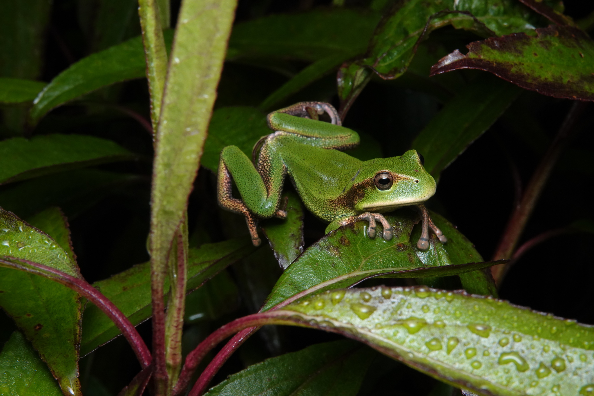 Papallacta Marsupial Frog photo 7