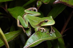 Papallacta Marsupial Frog photo 2