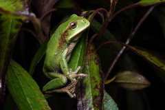 Papallacta Marsupial Frog photo 3