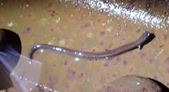 Batrachoseps gavilanensis