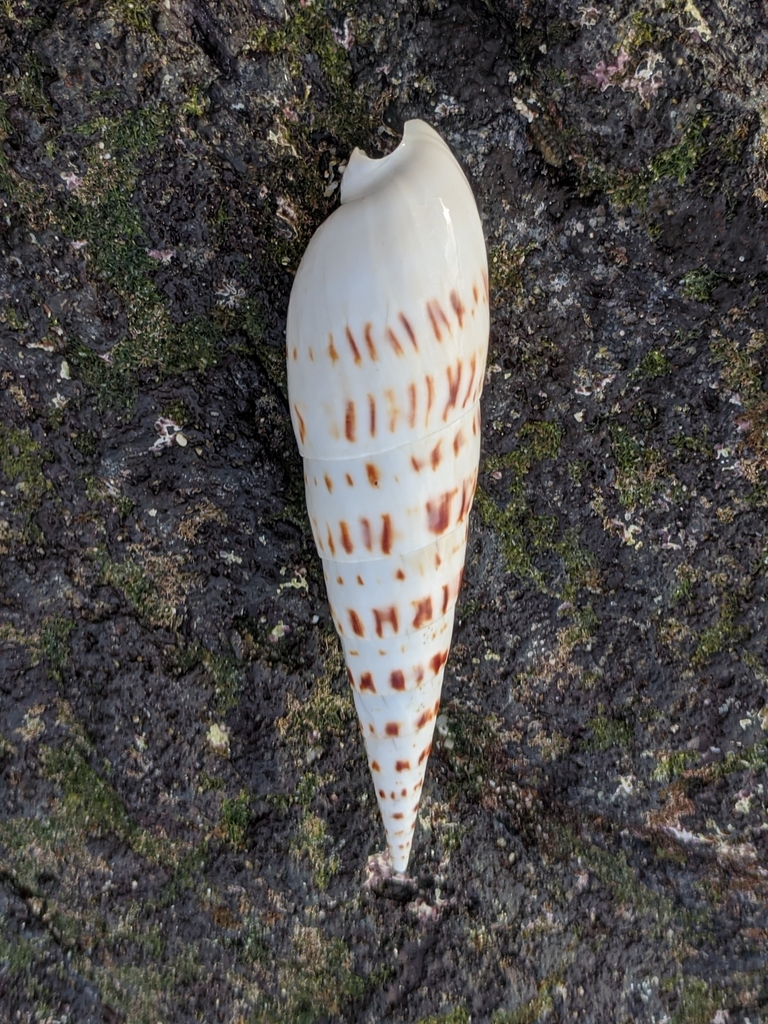 Big Auger from Puako, HI, USA on December 19, 2019 at 05:04 PM by Julia ...