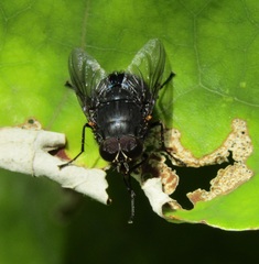 Calliphora quadrimaculata