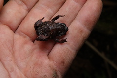 Peracca's Plump Toad photo 4