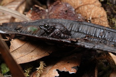 Peracca's Plump Toad photo 2