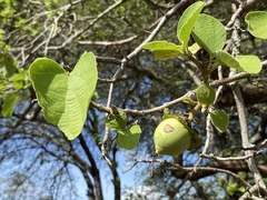 Cordia grandicalyx