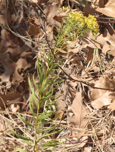 Euthamia leptocephala, photograph 4