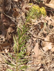 Euthamia leptocephala, photograph (c) Rich Sommer, some rights reserved (CC BY)