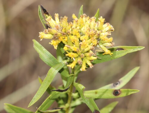 Euthamia leptocephala, photograph 3