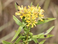 Euthamia leptocephala, photograph (c) Rich Sommer, some rights reserved (CC BY)