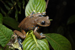 Rio Chingual Valley Treefrog photo 3