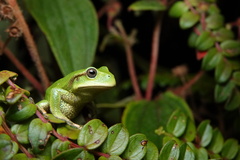 Papallacta Marsupial Frog photo 1