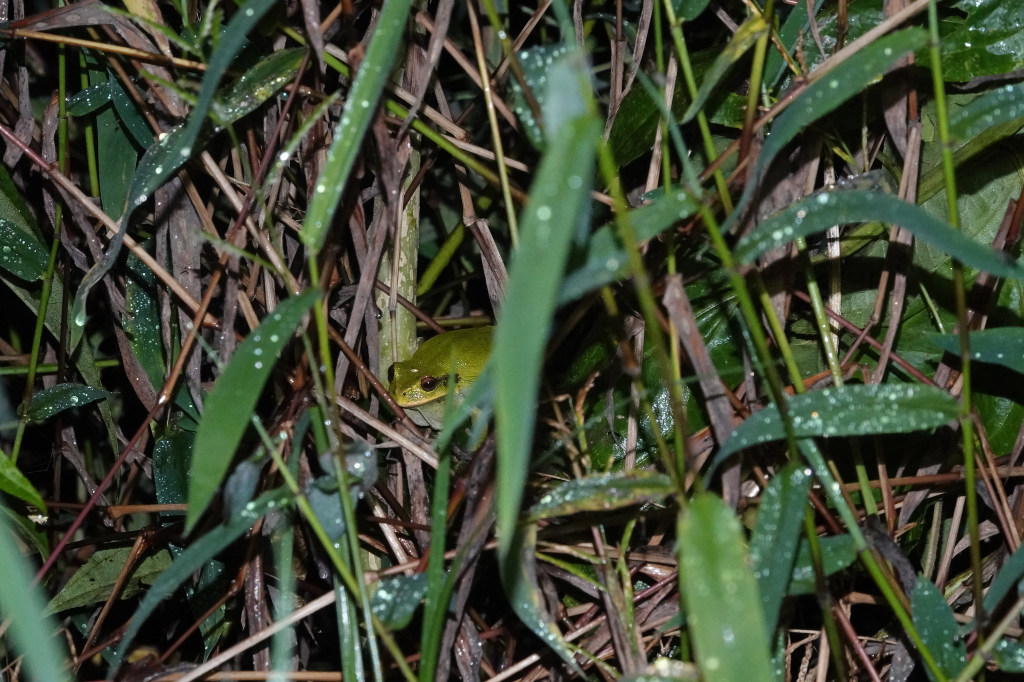 Papallacta Marsupial Frog photo 5