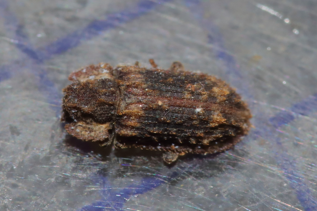 Endophloeus markovichianus