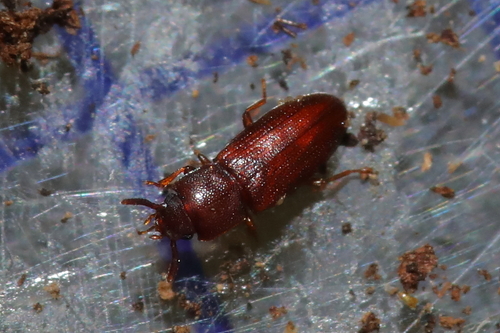 Palorus depressus