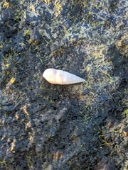 Cerithium nesioticum