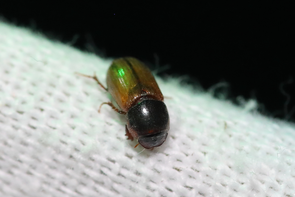 Bodiloides ictericus
