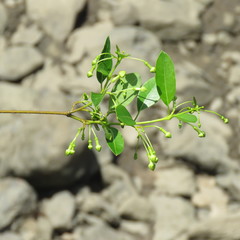 Vincetoxicum carnosum