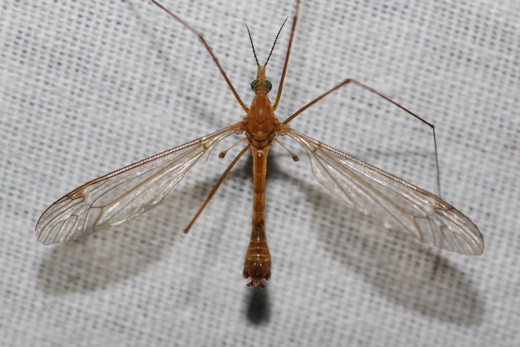 Tipula bezzii