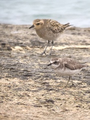 Charadrius mongolus