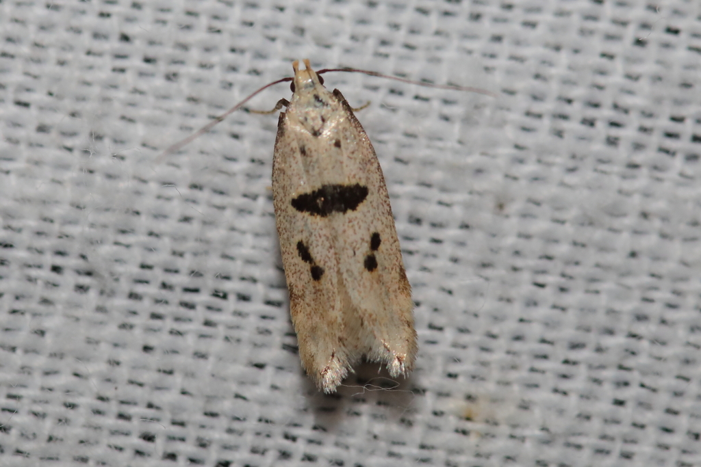 Mirificarma cytisella