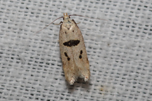Mirificarma cytisella