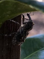 Orthorhinus