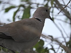 Streptopelia decaocto