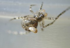 Zatypota bohemani