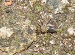 Phrurolithus