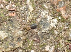 Phrurolithus