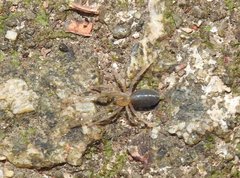 Phrurolithus