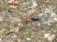 Phrurolithus