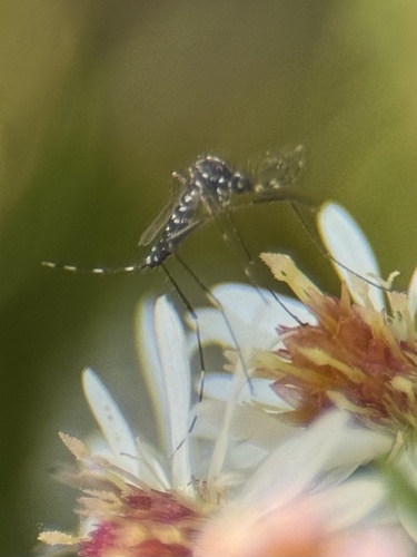 Unknown species found near Thomas Ct, Garner, NC, US