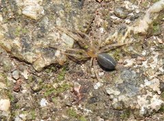 Phrurolithus