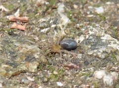 Phrurolithus
