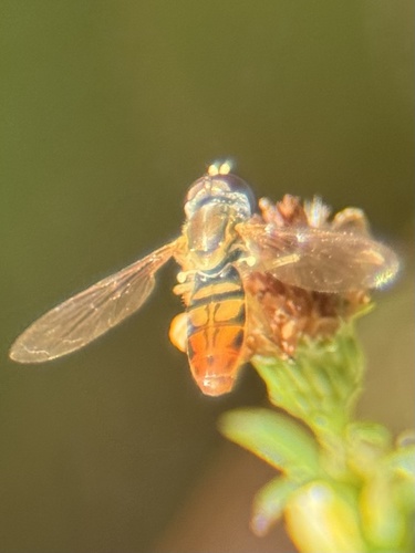 Unknown species found near Thomas Ct, Garner, NC, US