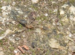 Phrurolithus