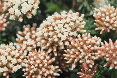 Ozothamnus reflexus
